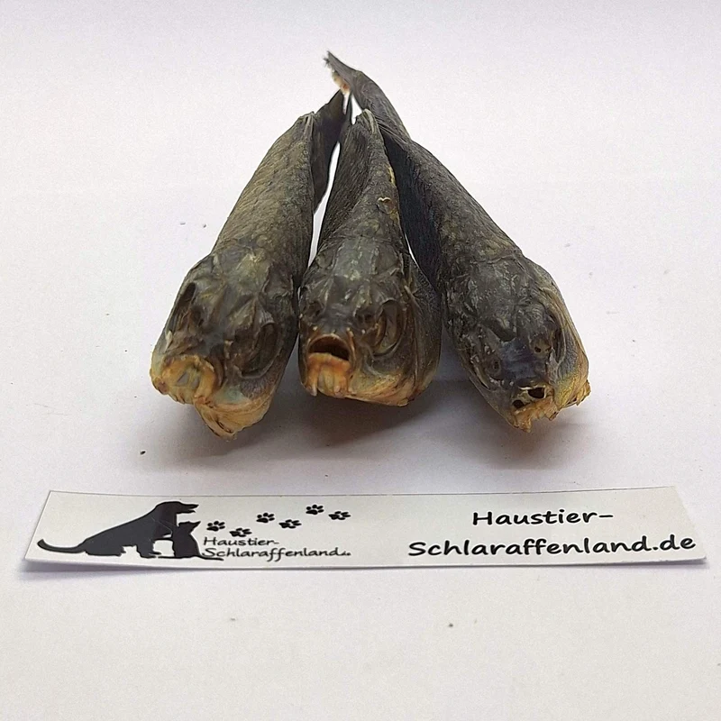 Karausche