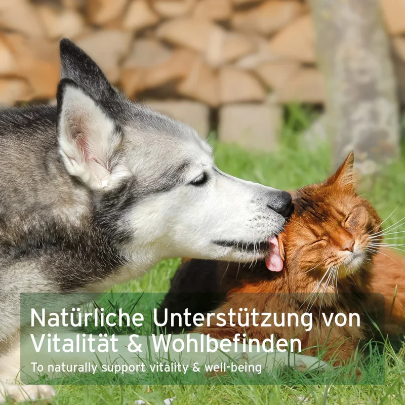 AniForte Muschelkraft Pulver – Natürliche Gelenkunterstützung für Hunde & Katzen mit Blauer Miesmuschel als Futtertopping