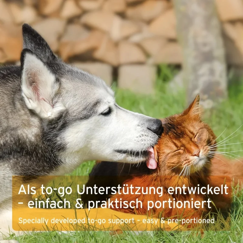 AniForte Ulmenrinde Liquid für Hunde & Katzen – Natürliche Unterstützung bei Magen-Darm-Beschwerden, Sodbrennen, Übersäuerung & Durchfall