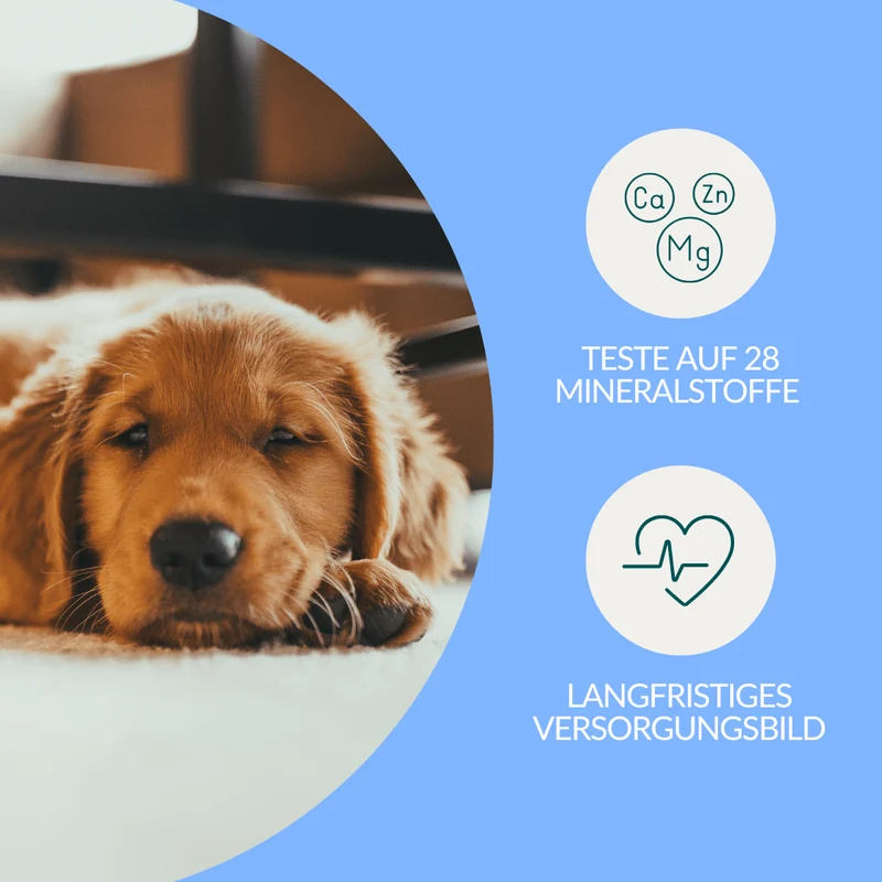 Vetevo Mineralstoff Test Plus Hund – Fellanalyse auf 19 Mineralstoffe, Spurenelemente & toxische Metalle | Schwermetall-Belastung erkennen | Einfach zuhause testen
