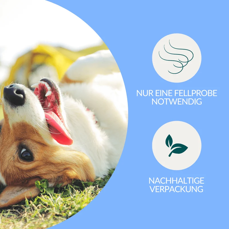 Vetevo Mineralstoff Test Plus Hund – Fellanalyse auf 19 Mineralstoffe, Spurenelemente & toxische Metalle | Schwermetall-Belastung erkennen | Einfach zuhause testen