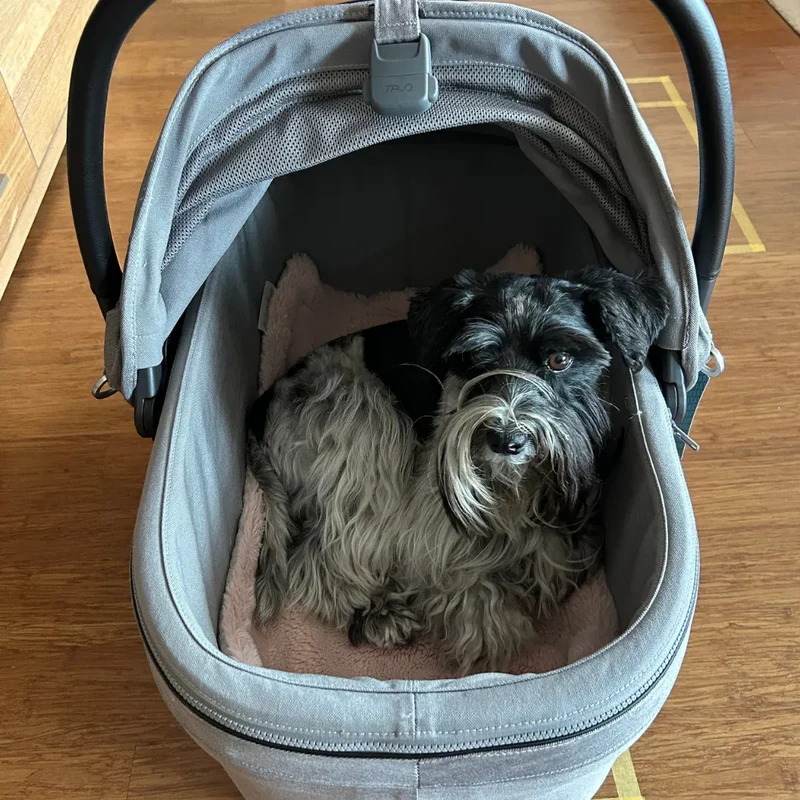 Isofix Autositz & Transportbox Maeve™ iso6x von Tavo für Hunde bis 18 kg | GREENGUARD-Gold-Zertifizierung | Farbe: Merle