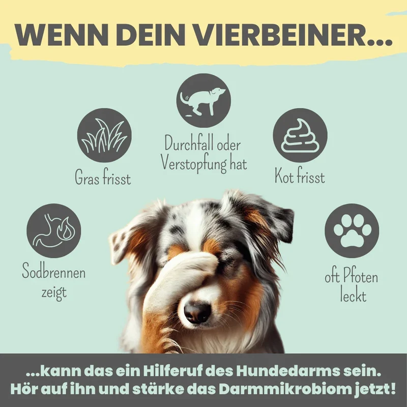 Noms+ Probio Belly Snacks für Hunde | Bei Durchfall & Verstopfung | Stärkt die Darmflora | Vegan & tierleidfrei | 200g