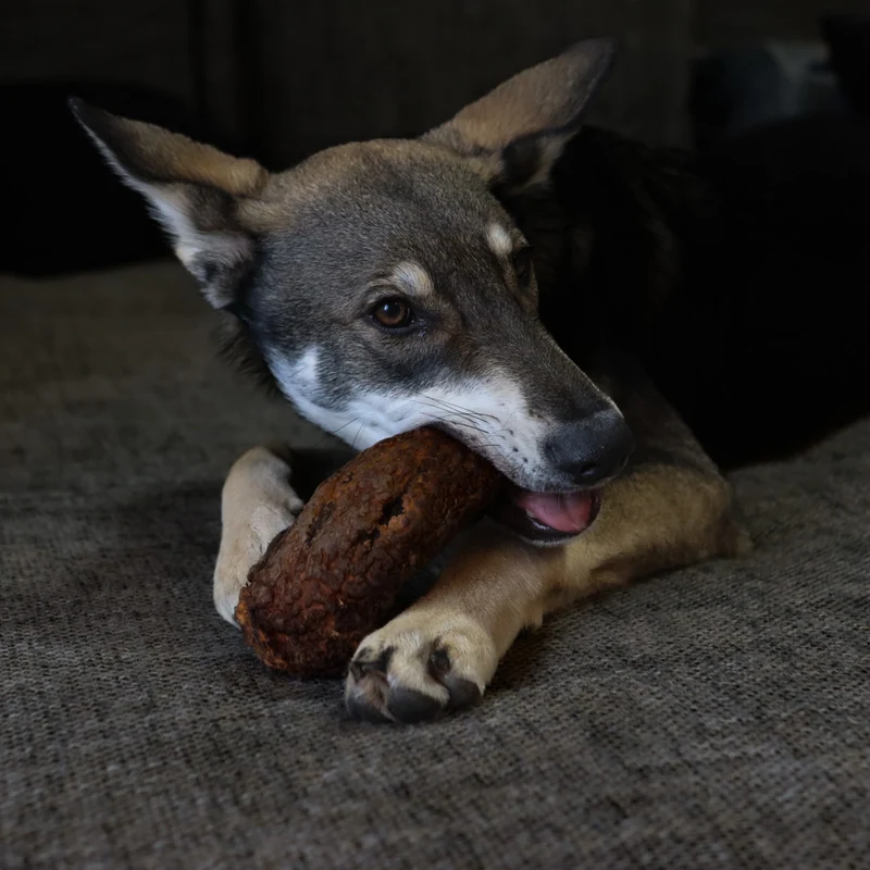 Kauwurzel
