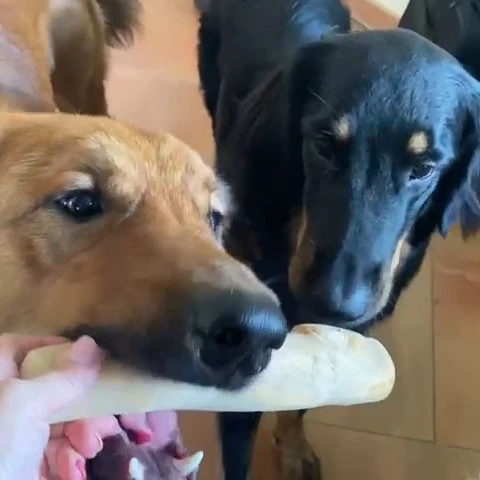 Hunde-Kaustab