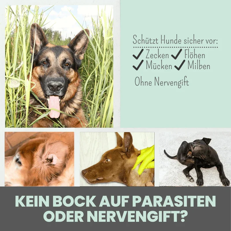 Noms+ Anti-Zecken Spray für Hunde & Menschen | gegen Flöhe, Zecken, Milben & Mücken | 100% Chemiefrei | 100ml Jahresvorrat