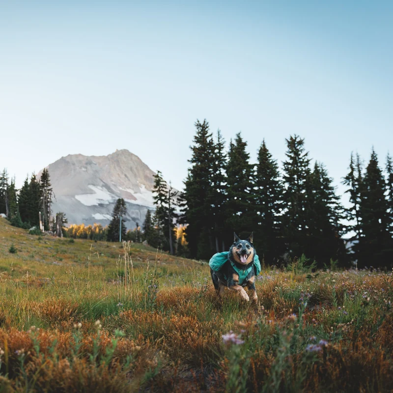 Ruffwear Front Range Day Pack – Hundegeschirr mit Packtaschen für Wanderungen & Outdoor-Abenteuer
