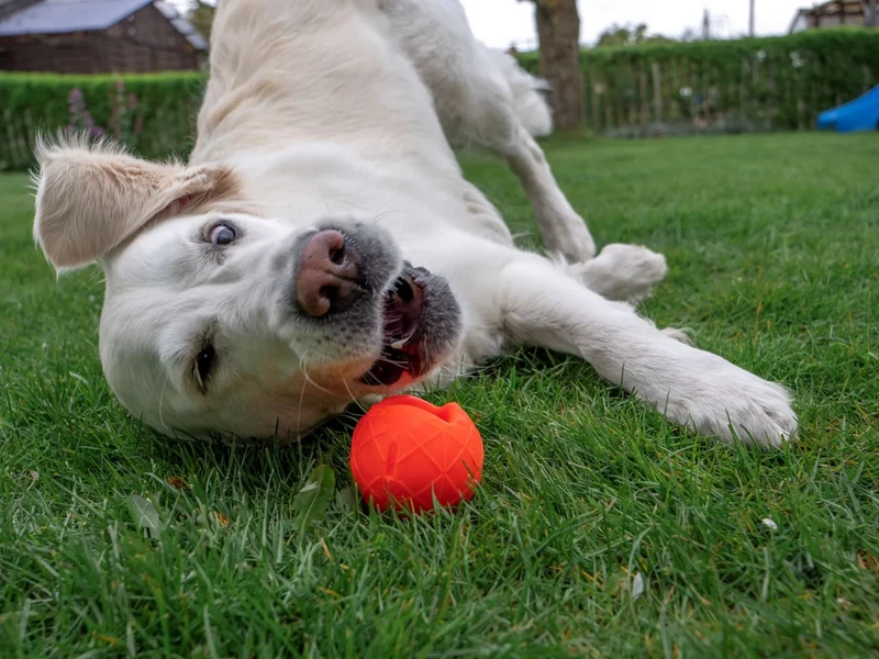 Öko Hundeball | Orange | BPA-frei | 100% recyclebar & Made in Germany| 2 Größen