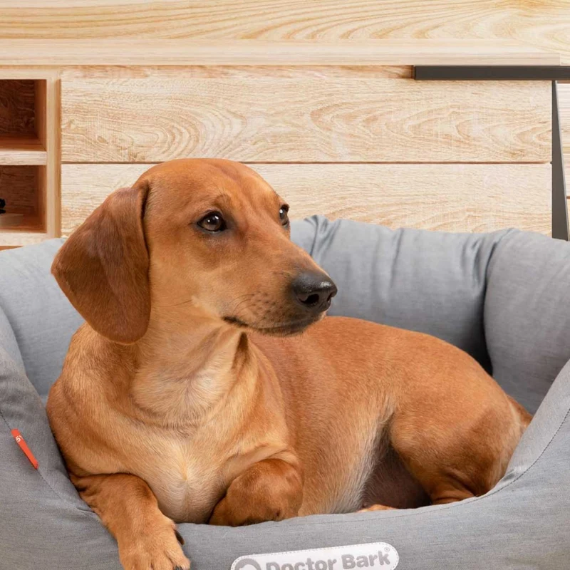 Doctor Bark Orthopädisches Hundenest – Premium Hundebett mit Gelenkschutz, waschbar & langlebig für gesunden Schlaf
