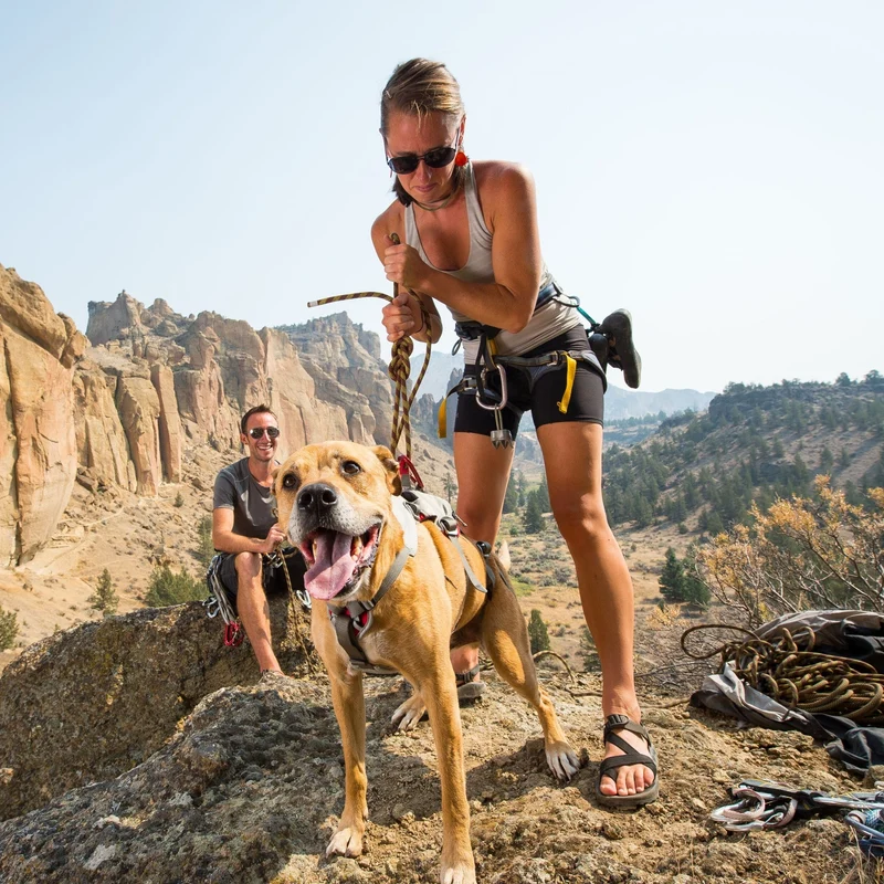 Ruffwear Doubleback Harness – Professionelles Abseilgeschirr für Hunde beim Klettern, Bergsteigen & Canyoning – Maximale Sicherheit für alpine Abenteuer