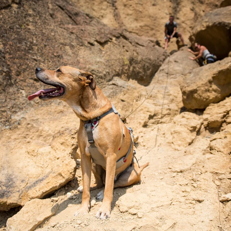 Ruffwear Doubleback Harness – Professionelles Abseilgeschirr für Hunde beim Klettern, Bergsteigen & Canyoning – Maximale Sicherheit für alpine Abenteuer