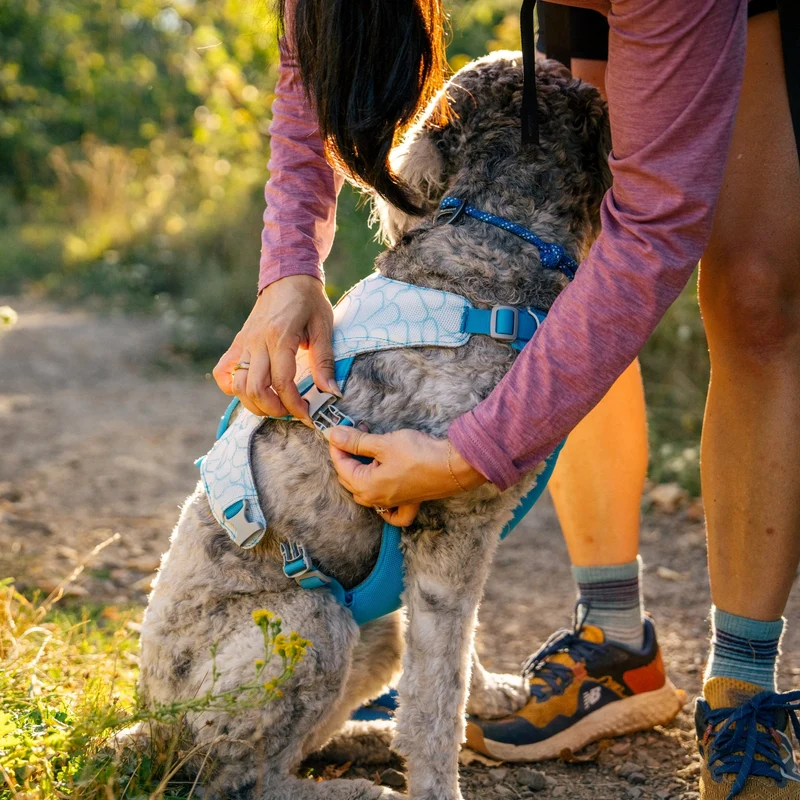 Ruffwear Swamp Cooler Harness – Kühlgeschirr für Hunde bei Hitze | Verdunstungskühlung hält deinen Vierbeiner aktiv & komfortabel | Reflektierende Elemente für Sicherheit bei Dämmerung