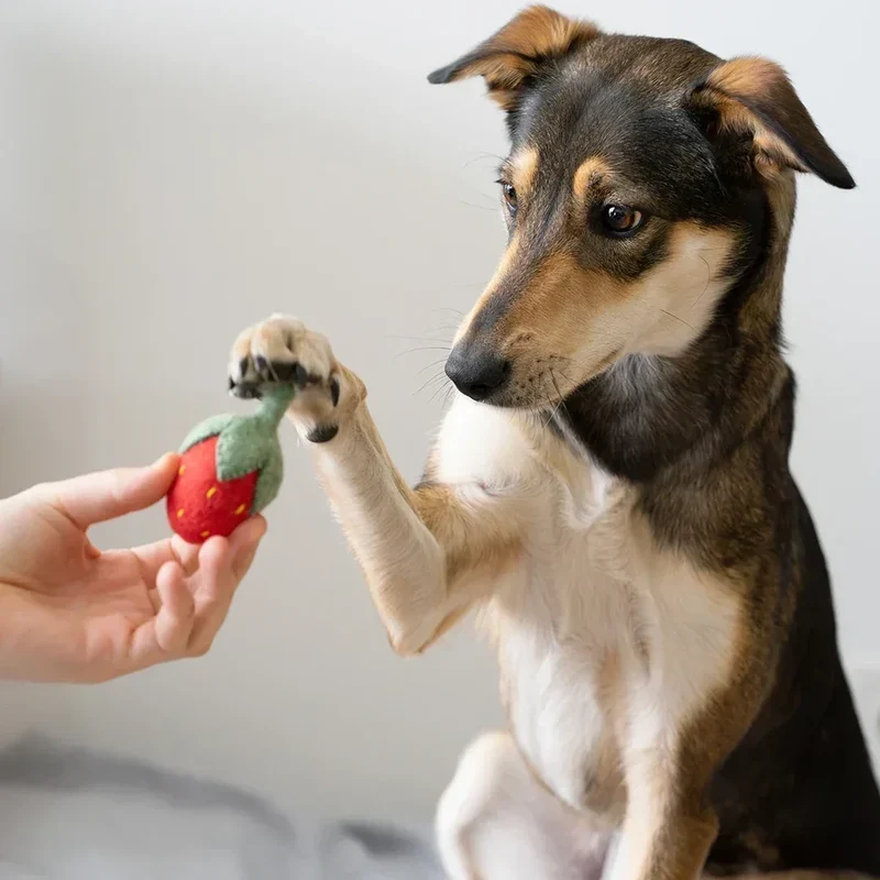 Hundespielzeug "Edda Erdbeere" | 100% Schafwolle | Schadstoffgeprüft, zahnpflegend & schwimmfähig