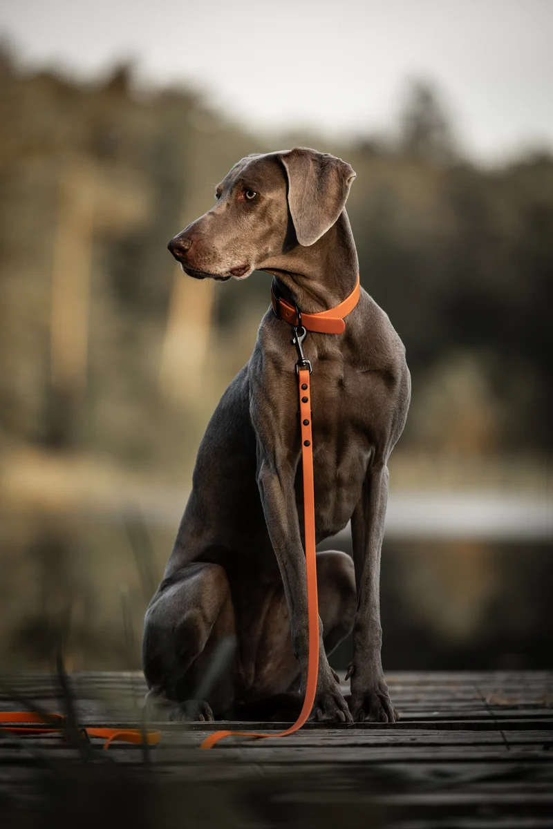 SNIFFLS® Hundehalsband