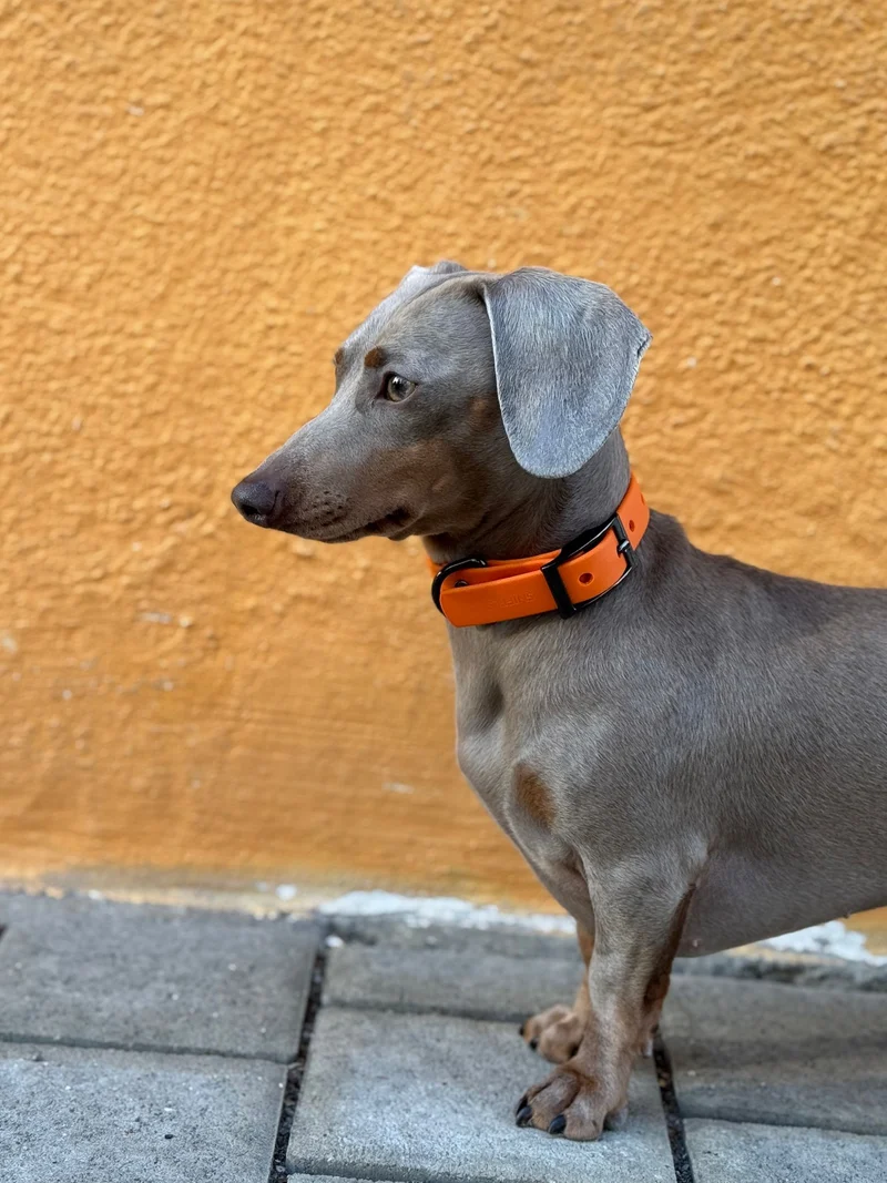 SNIFFLS® Hundehalsband