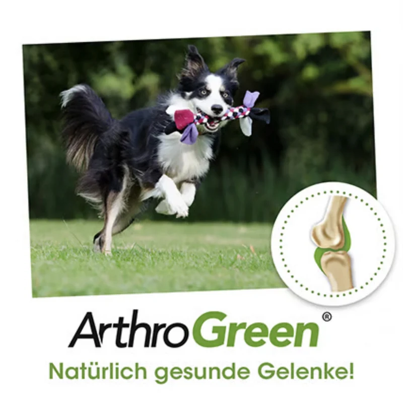 cdVet ArthroGreen Gelenkfit – Gelenkunterstützung für bewegungsfreudige Hunde & Katzen mit Grünlippmuschel, Teufelskralle & Weidenrinde