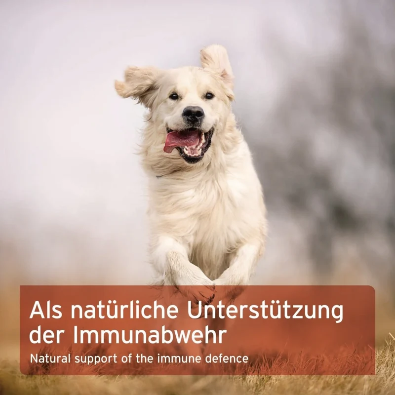AniForte Natürliches Propolis Pulver für Hunde – Immunsystem & Hautgesundheit stärken