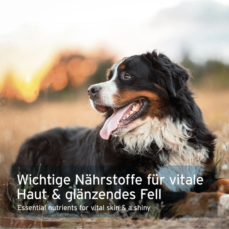 AniForte Bierhefe Tabs für Hunde – Natürliche Unterstützung für glänzendes Fell, gesunde Haut & Vitalität