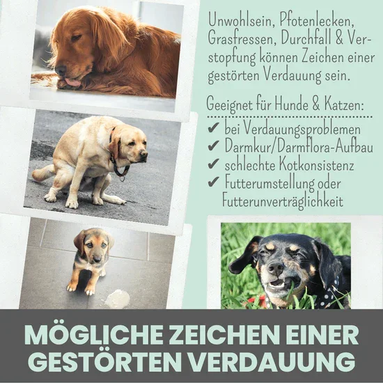 Noms+ Verdauungsmix für Hunde | Hilfe bei Durchfall | Für gesunde Darmfunktion | 100% vegan & tierleidfrei