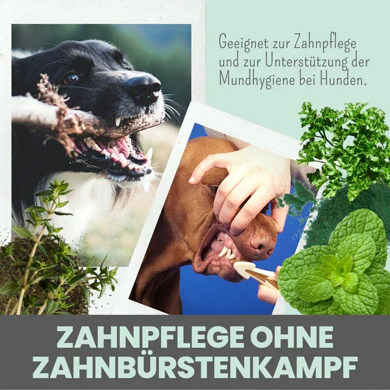 Noms+ Dentalmix für Hunde | Bei Plaque & Zahnstein | Rein Pflanzlich & frischer Atem | 100% vegan & tierleidfrei