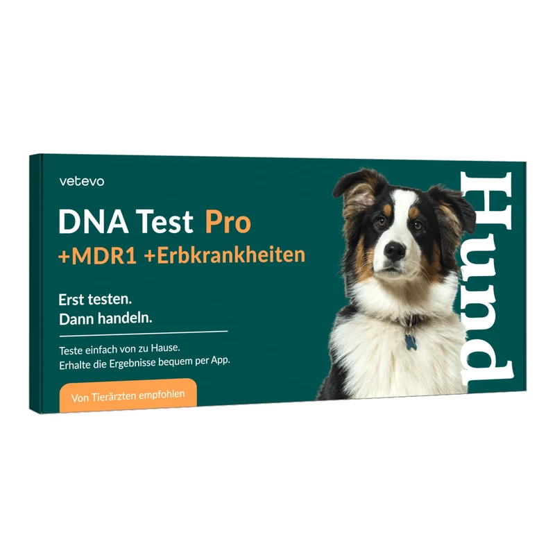Vetevo DNA Test Hund Pro + MDR1 + Erbkrankheiten – Rassebestimmung für 350+ Rassen, 175 Erbkrankheiten & MDR-1 Gendefekt – Das vollständige Gesundheitsprofil für deinen Hund