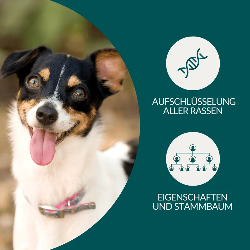 Vetevo DNA Test Hund Pro + MDR1 + Erbkrankheiten – Rassebestimmung für 350+ Rassen, 175 Erbkrankheiten & MDR-1 Gendefekt – Das vollständige Gesundheitsprofil für deinen Hund