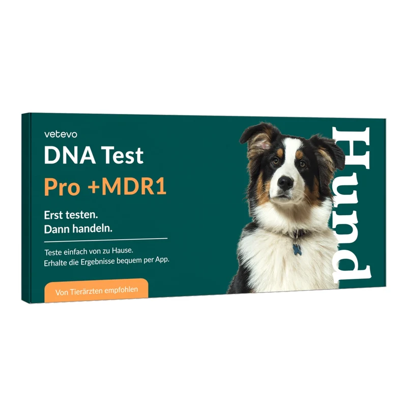 Vetevo DNA Test Hund Pro + MDR1 – Rassebestimmung Pro mit MDR-1 Gendefekt-Analyse | 350+ Rassen erkennen, Gesundheit & Verhalten verstehen