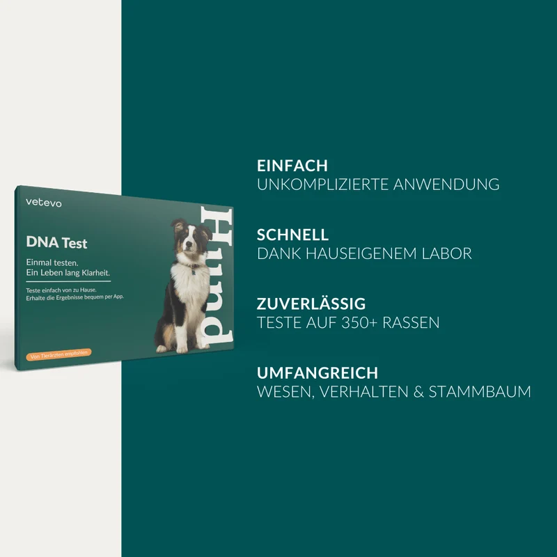 Vetevo DNA Test Hund Pro + MDR1 – Rassebestimmung Pro mit MDR-1 Gendefekt-Analyse | 350+ Rassen erkennen, Gesundheit & Verhalten verstehen
