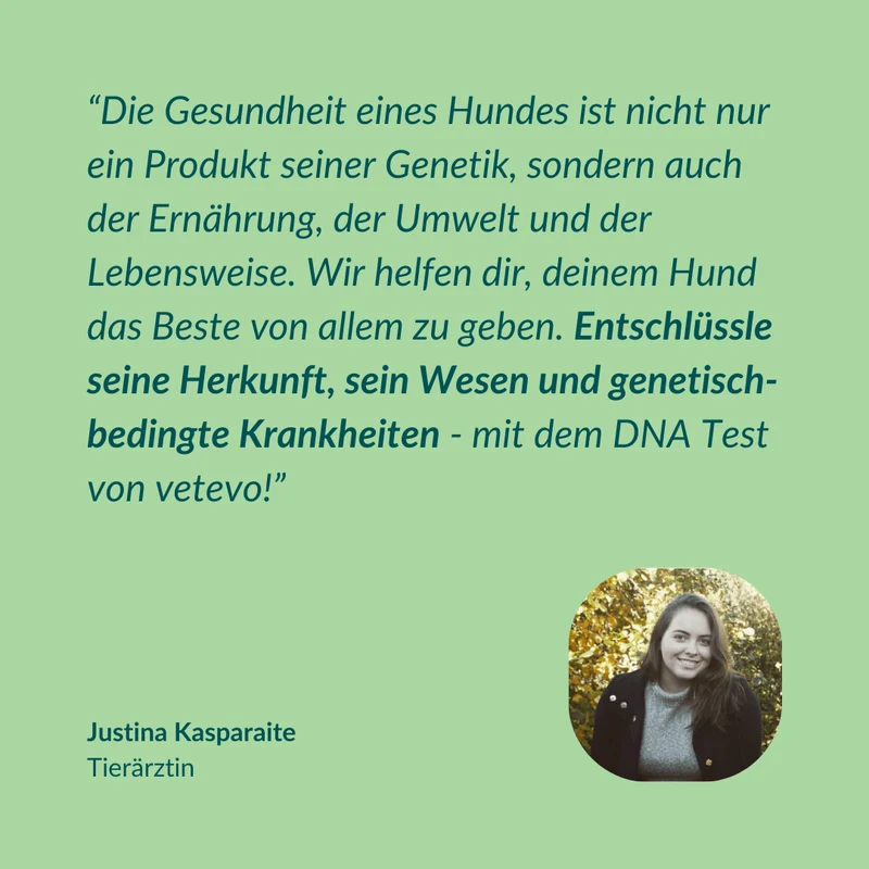 Vetevo DNA Test Hund Pro + MDR1 – Rassebestimmung Pro mit MDR-1 Gendefekt-Analyse | 350+ Rassen erkennen, Gesundheit & Verhalten verstehen