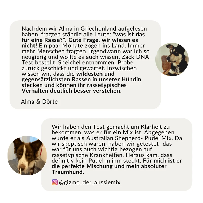 Vetevo DNA-Test Pro Hund – Rassebestimmung für 350+ Rassen | Stammbaum, Rasseportraits & interaktiver Befund