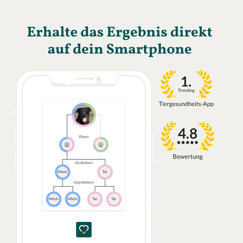 Vetevo DNA-Test Pro Hund – Rassebestimmung für 350+ Rassen | Stammbaum, Rasseportraits & interaktiver Befund