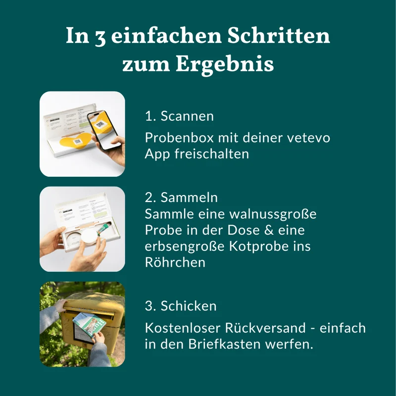 Vetevo Darmflora Test Basic für Hunde – Bakterienprofil, pH-Wert & Futterrückstände analysieren | Bei Durchfall, Hautproblemen, Maulgeruch & Allergien | Ergebnisse in 24h direkt aufs Handy