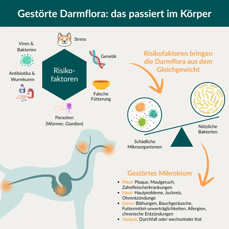Vetevo Darmflora Test Basic für Hunde – Bakterienprofil, pH-Wert & Futterrückstände analysieren | Bei Durchfall, Hautproblemen, Maulgeruch & Allergien | Ergebnisse in 24h direkt aufs Handy