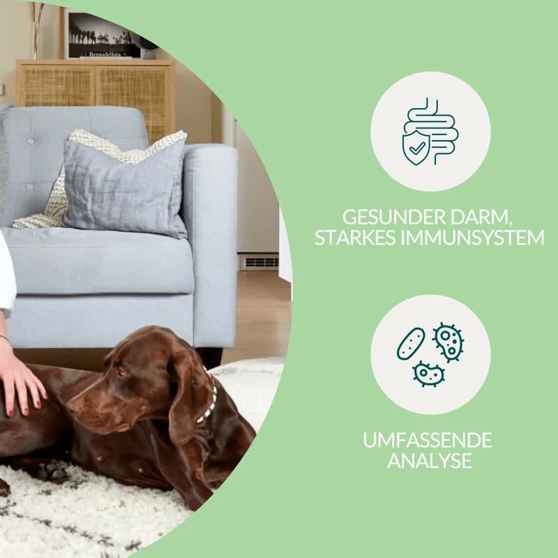 Vetevo Darmflora Test Basic für Hunde – Bakterienprofil, pH-Wert & Futterrückstände analysieren | Bei Durchfall, Hautproblemen, Maulgeruch & Allergien | Ergebnisse in 24h direkt aufs Handy