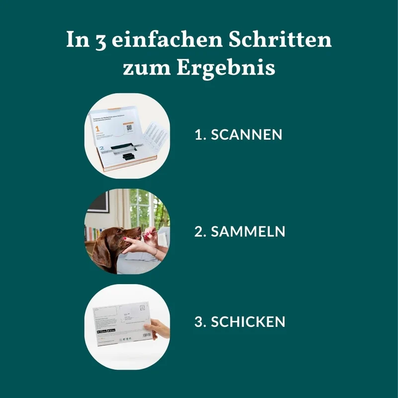 Vetevo Allergietest Konservierungsstoffe Hund – Endlich Klarheit bei Juckreiz, Durchfall & Pfotenlecken | 42 Unverträglichkeiten testen