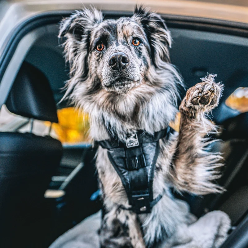 Kurgo Tru-Fit Hundegeschirr – Sicheres Auto-Sicherheitsgeschirr mit Crashtest-Zertifizierung