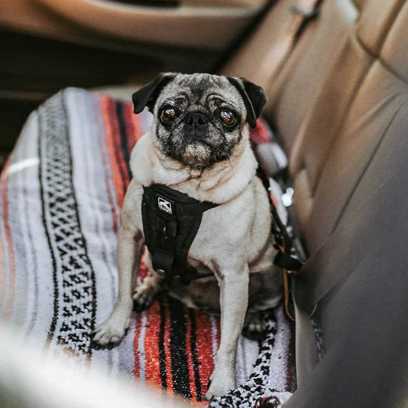 Kurgo Tru-Fit Hundegeschirr – Sicheres Auto-Sicherheitsgeschirr mit Crashtest-Zertifizierung
