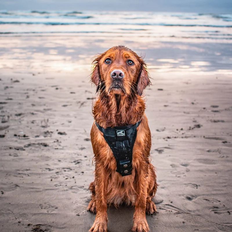 Kurgo Tru-Fit Hundegeschirr – Sicheres Auto-Sicherheitsgeschirr mit Crashtest-Zertifizierung