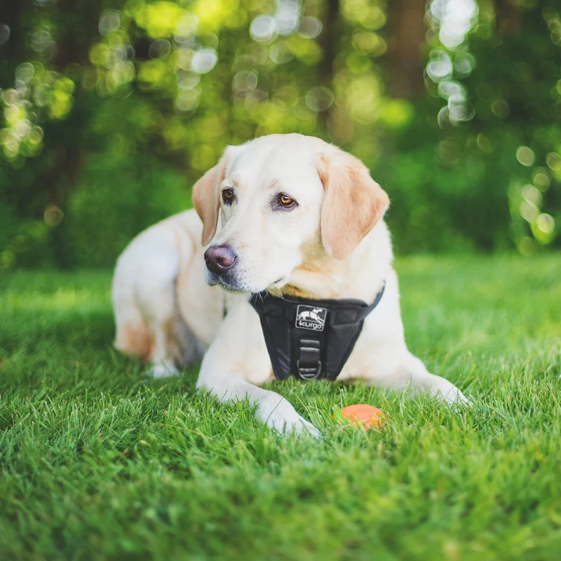 Kurgo Tru-Fit Hundegeschirr – Sicheres Auto-Sicherheitsgeschirr mit Crashtest-Zertifizierung