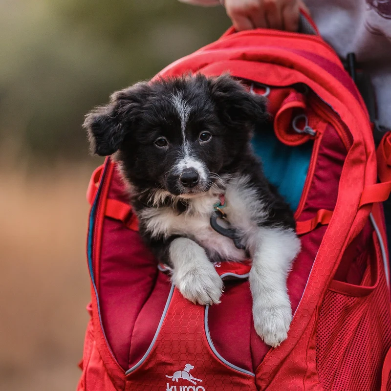 Kurgo G-Train Hunderucksack – Tragerucksack & Transporttasche für Hunde bis 11 kg