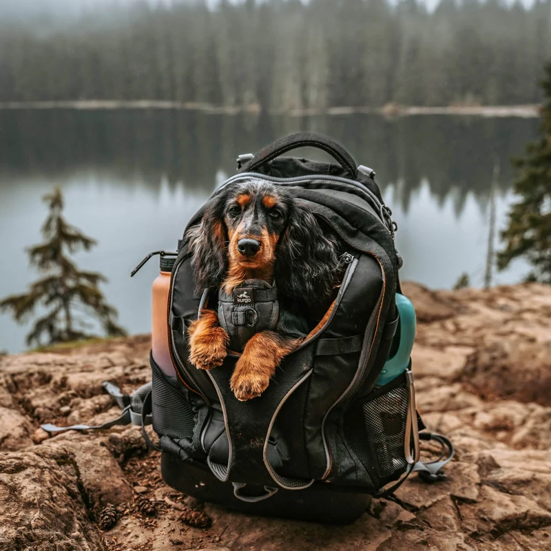 Kurgo G-Train Hunderucksack – Tragerucksack & Transporttasche für Hunde bis 11 kg
