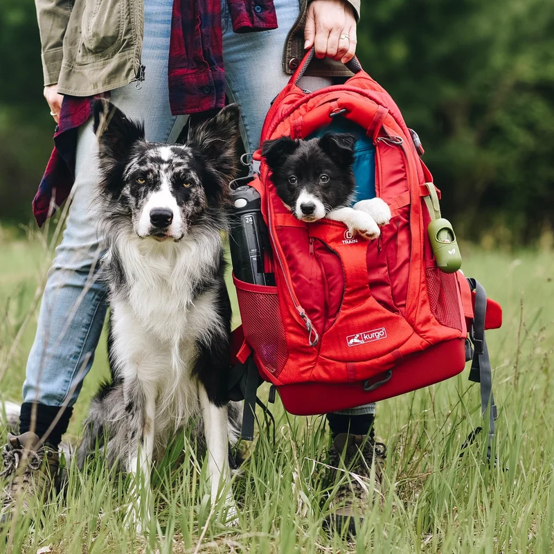 Kurgo G-Train Hunderucksack – Tragerucksack & Transporttasche für Hunde bis 11 kg
