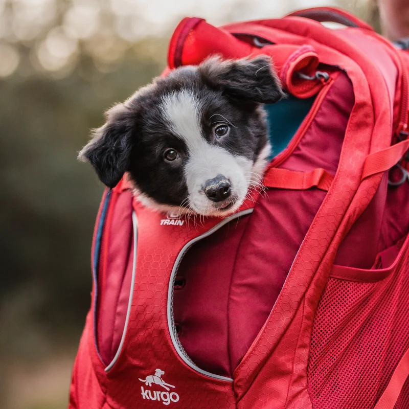 Kurgo G-Train Hunderucksack – Tragerucksack & Transporttasche für Hunde bis 11 kg