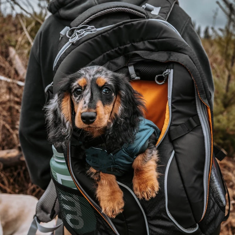 Kurgo G-Train Hunderucksack – Tragerucksack & Transporttasche für Hunde bis 11 kg