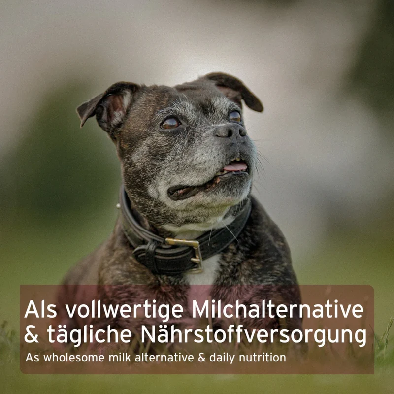 AniForte Ziegenmilch Pulver für Hunde & Katzen – Leicht Verdaulich, Stärkt Immunsystem & Ideal für Welpen, Kitten & Sensible Tiere