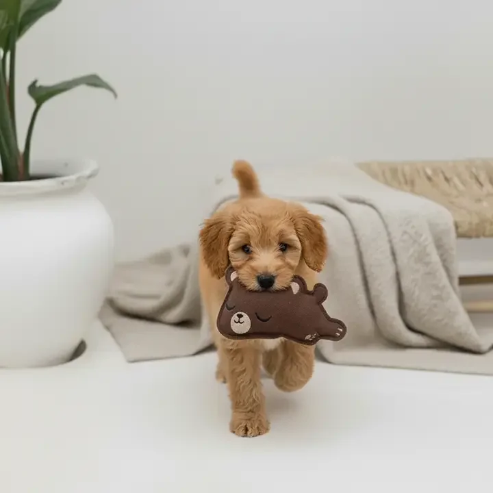 BUDDY. Hundespielzeug Leder für kleine Hunde Bär - schadstoffgeprüft - inkl. 15% Rabatt Hundetraining Ellen Marques