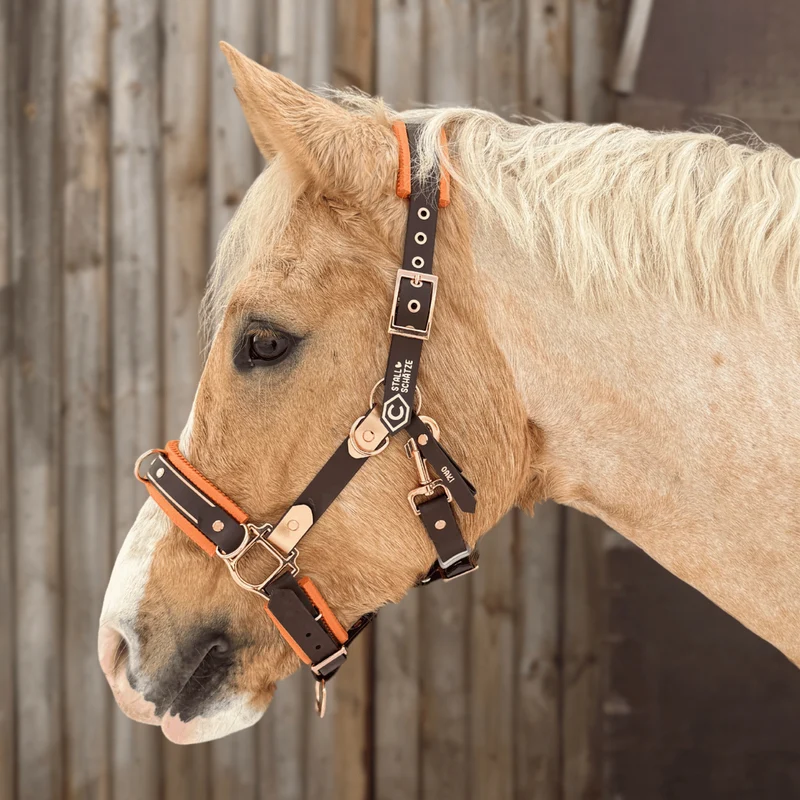 HalfterSchatz – das wandelbare Biothane-Halfter zum Führen, Longieren und Reiten