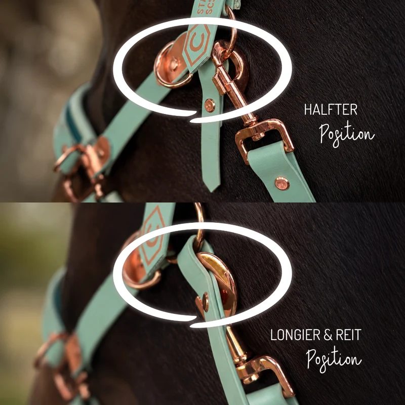 HalfterSchatz – das wandelbare Biothane-Halfter zum Führen, Longieren und Reiten