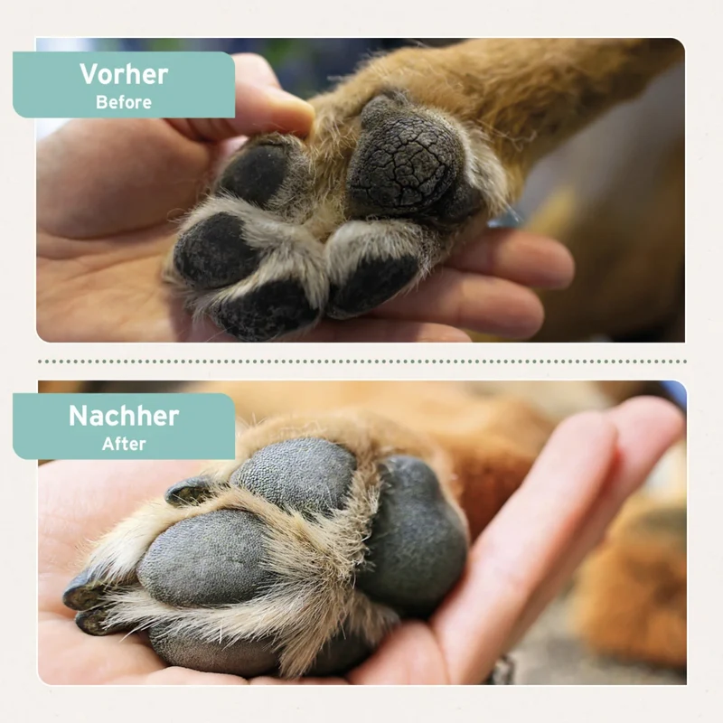 AniForte Pfotenschutz Balsam für Hunde – Natürlicher Pfotenbalsam gegen Risse, Salz & Hitze