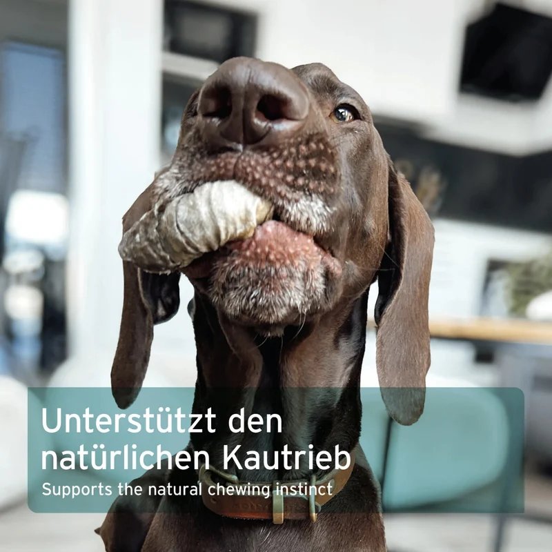 AniForte Fischhaut Donuts – Natürlicher Kausnack für Hunde, reich an Omega-3 & Kollagen